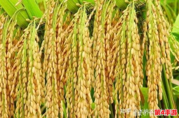 边缘世界生存策略：初阶农耕优选——玉米、土豆VS水稻，哪种作物更适合启航新世界？