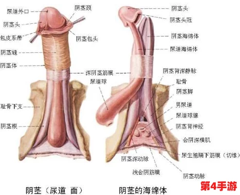 折磨男人的尿孔：如何缓解不适与提升生活质量的实用技巧分享