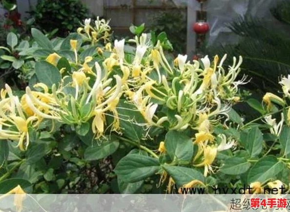 极致沉迷TXL金银花讲的什么?深度剖析其背后的文化与情感内涵 极致沉迷TXL金银花讲的什么?深度剖析其背后的文化与情感内涵