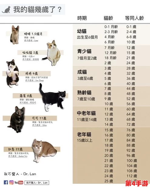 猫咪成人地域网名怎么取?2021年最新热门词汇分享 猫咪成人地域网名怎么取?2021年最新热门词汇分享