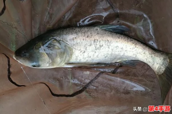 女人鲤鱼喝水图片真实：探寻女性与自然和谐共处的美丽瞬间，感受生活的真实与温馨！
