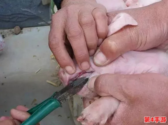 人猪又细又长像钻头一样图片免费下载与安装步骤详解