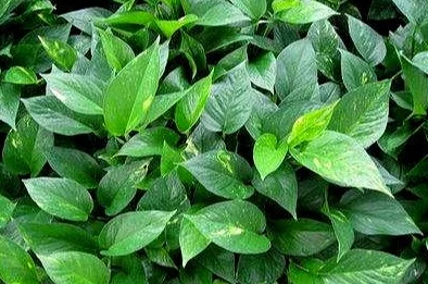 坐在教授的大根茎上背单词:绝佳的学习方法,事半功倍 坐在教授的大根茎上背单词:绝佳的学习方法,事半功倍