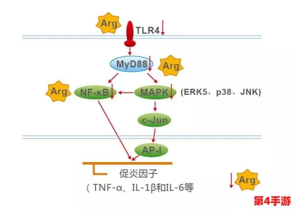夫妻之间一晚上打几针图片，了解情感与健康的微妙关系，提升生活质量的秘诀