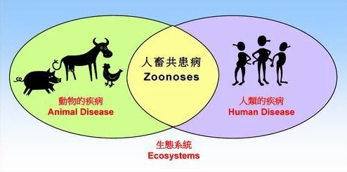 人狗畜禽company limited：探索与理解人类与动物之间的关系
