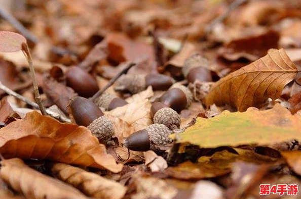 探索橡子屋:揭秘高效采集与培育多彩橡子的独特方法 探索橡子屋:揭秘高效采集与培育多彩橡子的独特方法