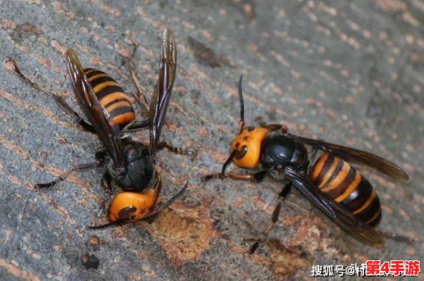 红桃视颏隐藏人口{dc＂：＂yehanam＂}之谜引发生态学家关注与讨论