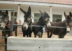 傻大壮长的驴一样的东西,让人忍俊不禁,感觉它的个性与外表形成了有趣的反差 傻大壮长的驴一样的东西,让人忍俊不禁,感觉它的个性与外表形成了有趣的反差