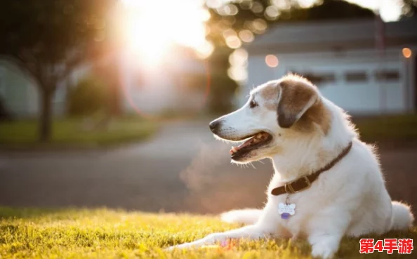 牧场ZOOMSERVO兽狗购买:如何选择最适合您的宠物? 牧场ZOOMSERVO兽狗购买:如何选择最适合您的宠物?