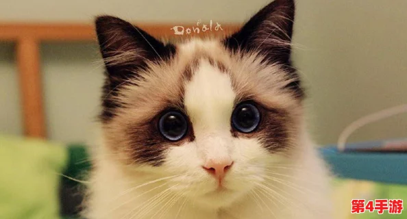 2024年萌宠新纪元：探索猫咪世界的趣味游戏精选与深度体验指南