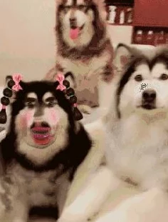 狗狗让我上瘾戒不掉怎么办？网友纷纷表示：这种感情真是无法割舍，让我也想养一只！