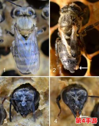 铜铜铜铜铜好深板有病毒吗?对这一问题的深入分析与探讨,旨在揭示潜在风险及其影响 铜铜铜铜铜好深板有病毒吗?对这一问题的深入分析与探讨,旨在揭示潜在风险及其影响