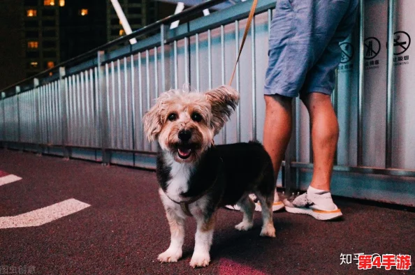 人狗胶配方大全高清1080p:许多用户称赞其效果显著,值得一试,使用体验良好! 人狗胶配方大全高清1080p:许多用户称赞其效果显著,值得一试,使用体验良好!