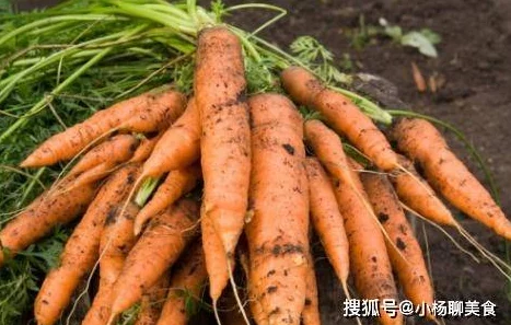 黄www禁止男女萝卜，揭秘这一现象的背后原因和影响