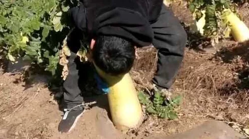 光腿拔萝卜：网友热议“这标题太有趣了，真想看看是怎么回事！”