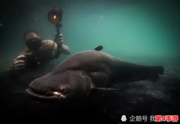 探秘心动小镇:欧洲鲶鱼的栖息地全指南与独特魅力展现 探秘心动小镇:欧洲鲶鱼的栖息地全指南与独特魅力展现