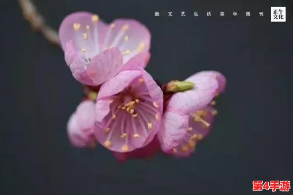 小明最新地域网名免费下载安装，网友纷纷表示这个名字真有创意，值得一试！