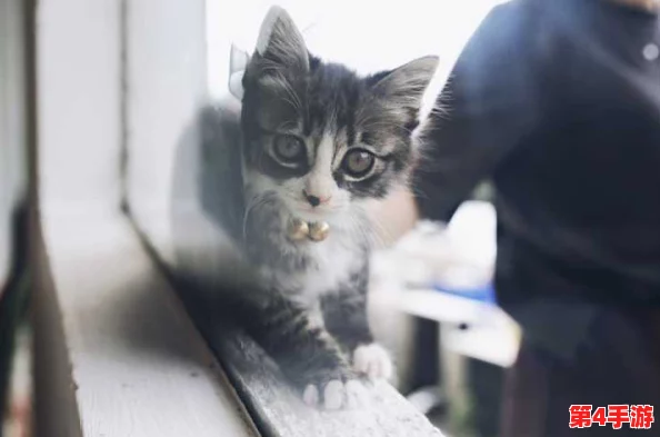 揭秘猫咪www最新地域网名怎么取的神秘艺术和创意灵感之源