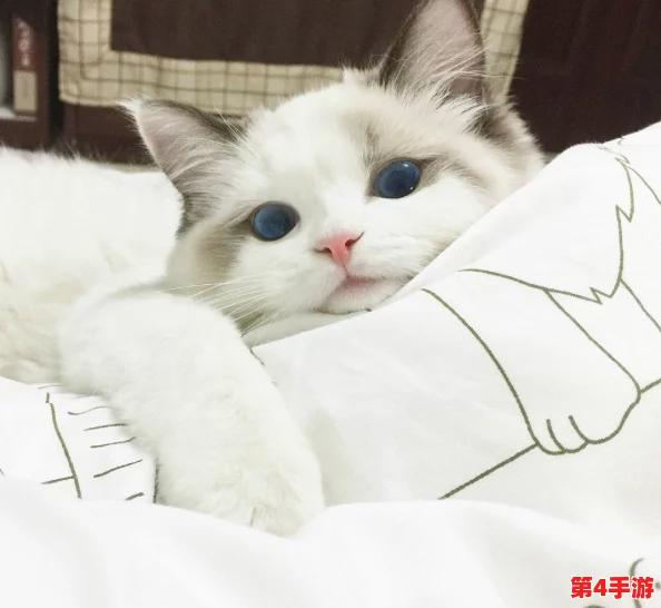 猫咪最新永久地域网名是什么？如何理解这些网络名称？