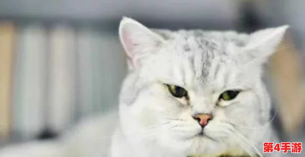 猫咪最新永久地域网名是什么？如何理解这些网络名称？