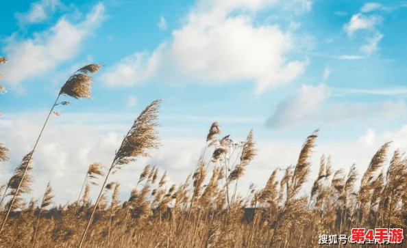 芦苇地里要母亲要说福，她们是大自然的守护者和传承者