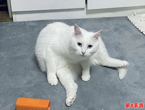 猫咪海外地域永久网名：网友纷纷表示这个名字太可爱了，真想给自家的猫也起个这样的名字！