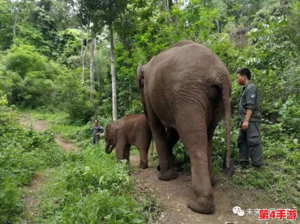 大象回家视频永不迷路2023蘑菇：如何让大象在森林中找到回家的正确路径？
