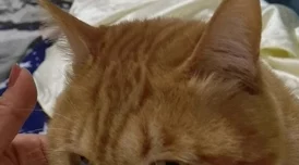糖心柚子猫甘雨致命的错误：理解角色与剧情之间的深刻联系与影响