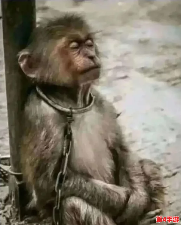 二人生猴子全程不盖被子视频大全集：展现了两人之间的亲密互动与幽默感，令人捧腹大笑的精彩瞬间合集