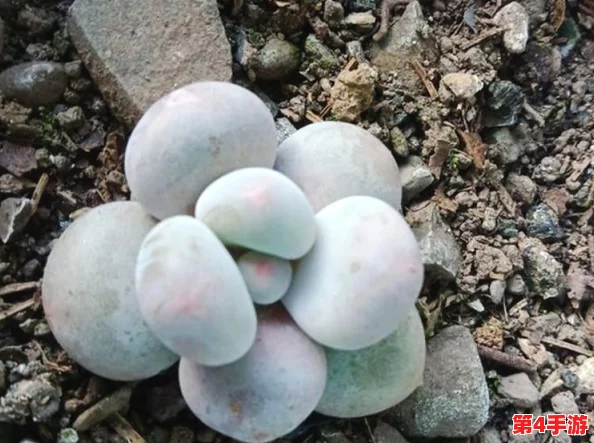 星露谷物语游戏中水壶缺水应急处理与高效补水技巧全攻略 星露谷物语游戏中水壶缺水应急处理与高效补水技巧全攻略