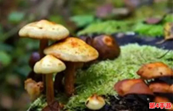 蘑菇91吃瓜黑料：正能量涌动，让我们共同成长！