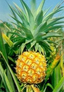 大菠萝官方隐藏,深藏不露的智慧与策略让人叹为观止 大菠萝官方隐藏,深藏不露的智慧与策略让人叹为观止
