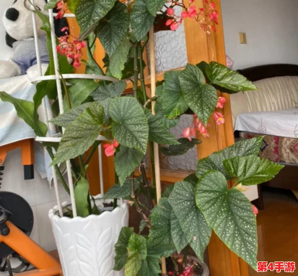 丰满多毛多水BBBBB：新研究显示，丰富的水分和营养对植物生长至关重要，助力生态平衡