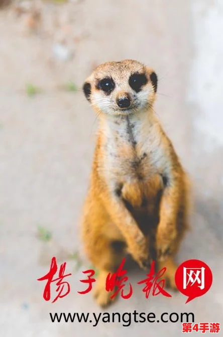 2024年度精选！热门小马宝莉手游合集，畅玩最受欢迎的萌宠冒险与装扮游戏下载推荐
