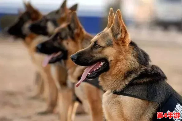 张警犬9分10秒头撞玻璃夸克，勇敢追击展现警犬忠诚与聪明，幸福生活在美好时光里