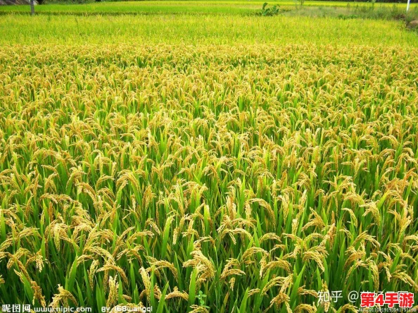 耕种妈妈肥沃的土地美国，硕果累累，富饶无边