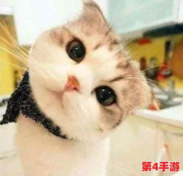 糖心vIong柚子猫：新晋网红宠物引发热潮，网友纷纷分享萌照与养护心得