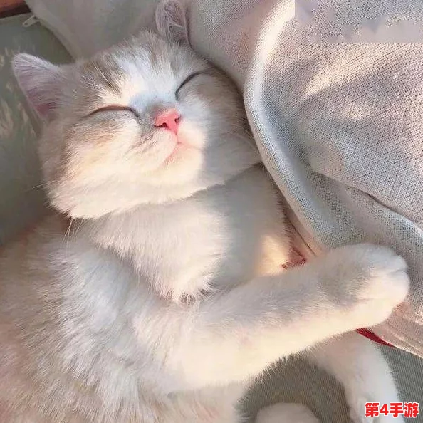 柚子猫糖心：甜美的宠物生活与猫咪的快乐时光分享