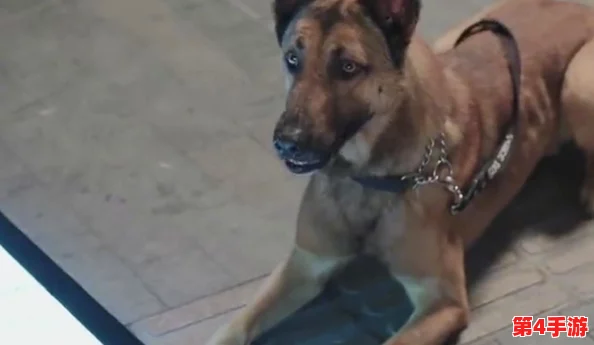 张警犬9分10秒头撞玻璃网盘，展现了勇敢无畏的精神和对工作的执着追求，让人倍感振奋！