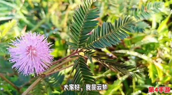 含羞草实验所隐藏2024：科学家发现新方法提升植物反应速度，引发广泛关注与讨论