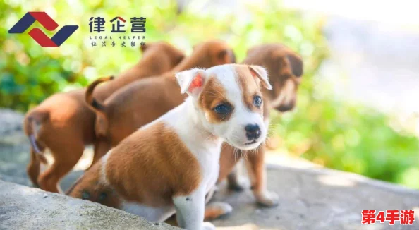 日本mindup狗狗：新科技助力宠物健康管理，提升养犬体验与主人互动乐趣