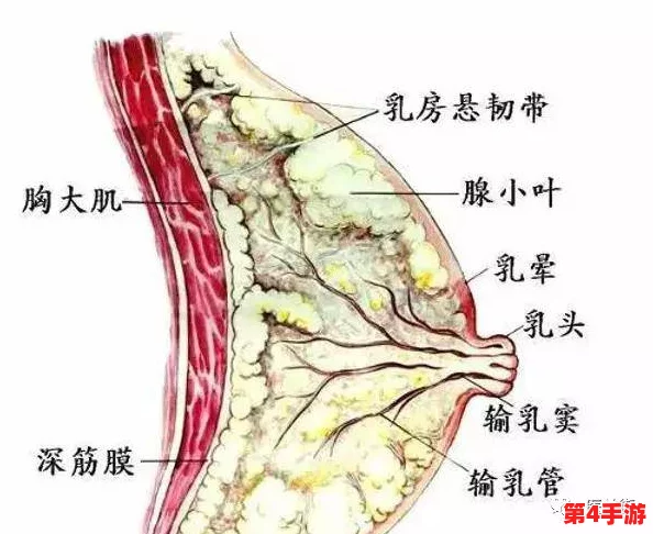 丰满的乳房伦理细节：社会对女性身体形象的多元解读与文化影响分析