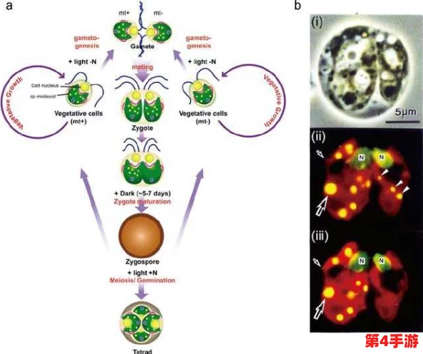 性处破与摘花过程videos：探讨生物学中的繁殖机制及其对生态系统的影响
