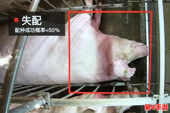 猪的又细又长像钻头一样，科学家发现其独特形态与生存环境密切相关，引发广泛关注