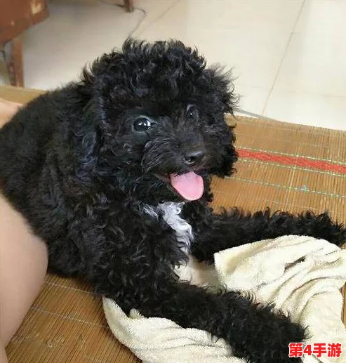 AAAA级毛皮是纯还是仿，这些应该注意的购买细节