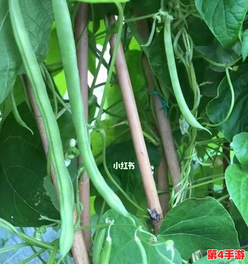 巧用眼力，智取豆橛子大挑战：如何高效收集并搬运所有豆子回家攻略
