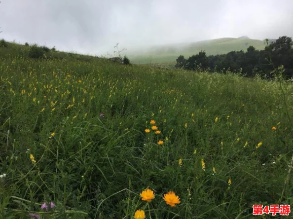 韩国野花：感受春日的绚丽与自然之美，领略大自然赋予我们的独特魅力与生命力