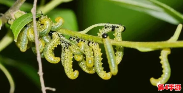 他的舌头探进蜜源毛毛虫说：生物互动的奥秘与启示