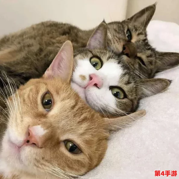 猫咪mav最新地域网名怎么取？八卦消息曝光！