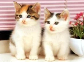 猫咪mav最新地域网名怎么取？八卦消息曝光！